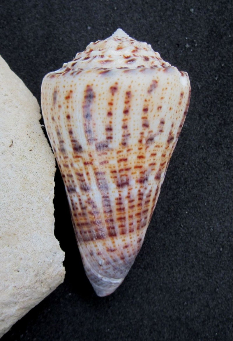 Conus (Stephanoconus) pseudimperialis  Moolenbeek Zandbergen Bouchet, 2008 410