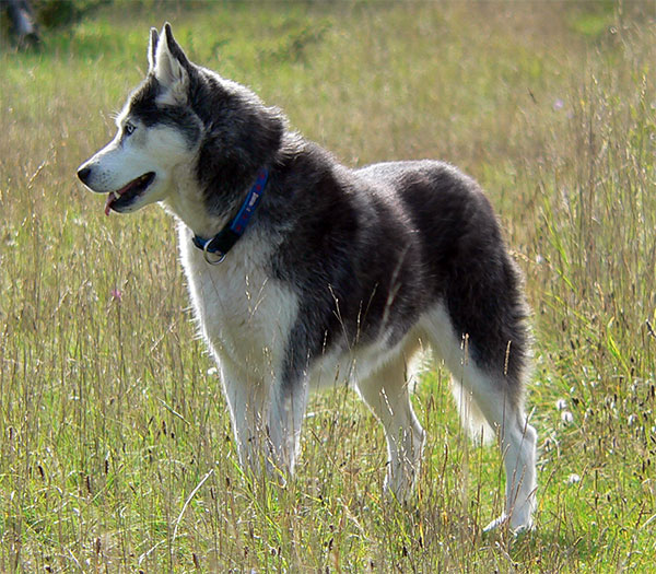 Huskyhündin Pamira / Katzenverträglich Pamira10