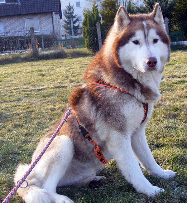 Huskyrüde Thunder Thunde10