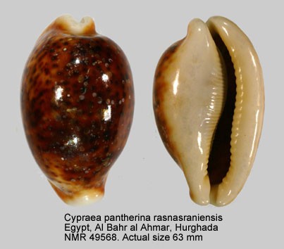Cypraea pantherina rasnasraniensis - Heiman & Mienis, 2001 57061_10