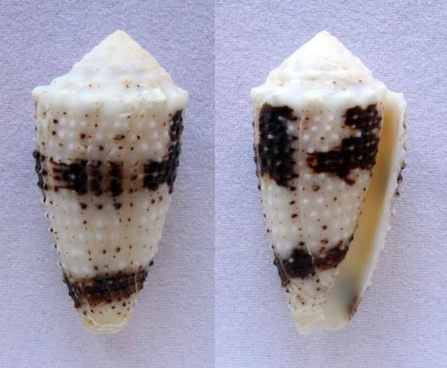 Conus (Strategoconus) varius   Linnaeus, 1758 Panora44