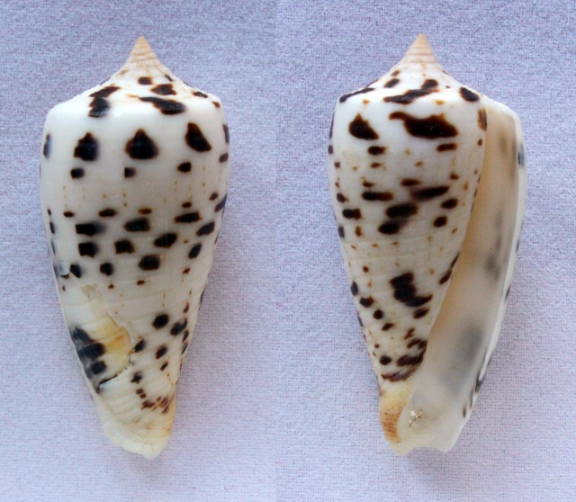 Conus (Phasmoconus) zapatosensis   Röckel, 1987 Panora50