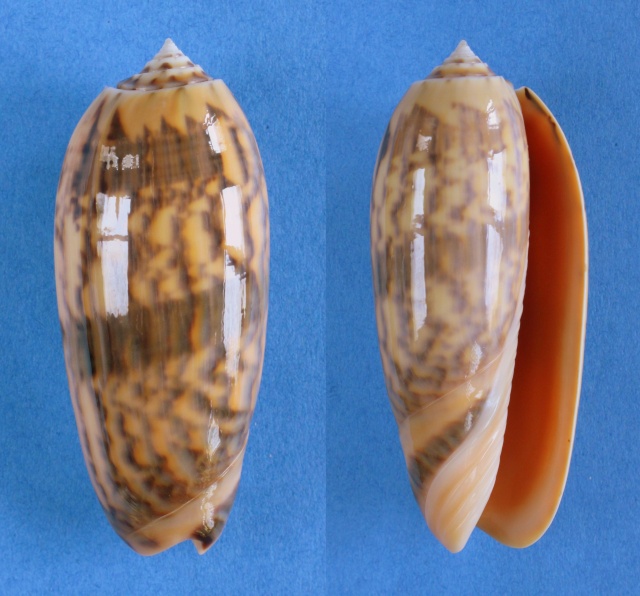 Miniaceoliva miniacea f. sylvia ( Duclos, 1845) Panora66