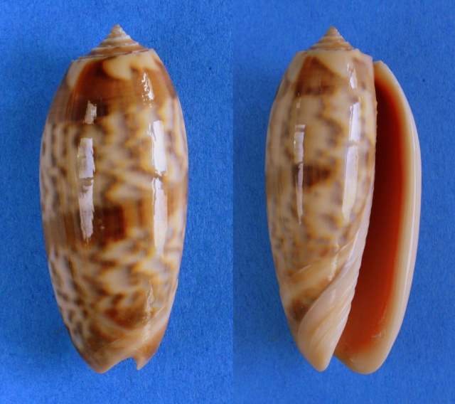 Miniaceoliva miniacea f. aurantiaca (Schumacher, 1817)  Panora70