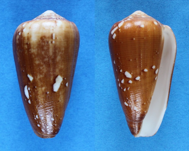 Conus (Darioconus) behelokensis Lauer, 1989 - Page 2 Panora77