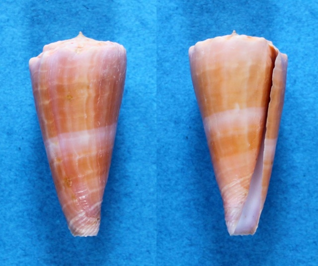 Conus (Splinoconus) roseorapum Raybaudi & da Motta, 1990 Panora80