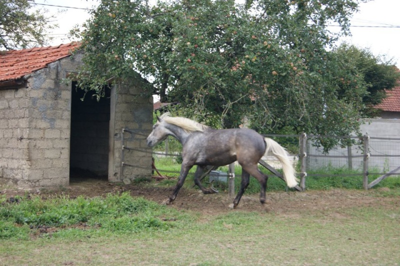 ULYSSE - ONCS né en 2008 - adopté en mai 2011 par nathou39 18579710