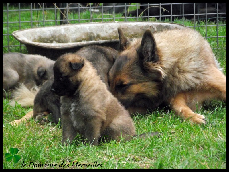 Portée de chiots type Tervueren à VENDUS 15_sep14