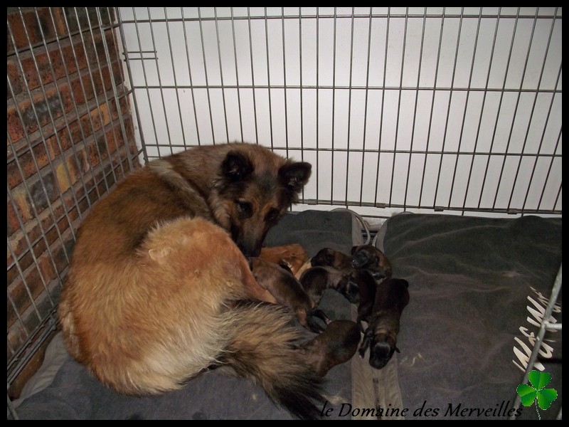 Portée de chiots type Tervueren à VENDUS 19_aou10