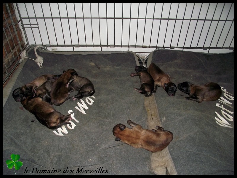 Portée de chiots type Tervueren à VENDUS 21_aou10