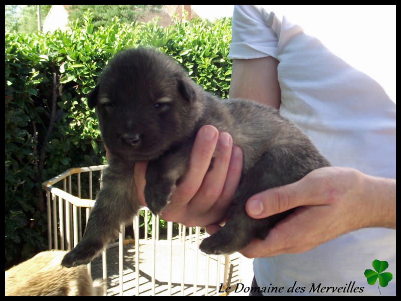 Portée de chiots type Tervueren à VENDUS 5_sept13