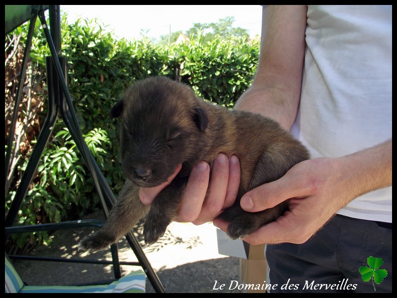 Portée de chiots type Tervueren à VENDUS 5_sept16