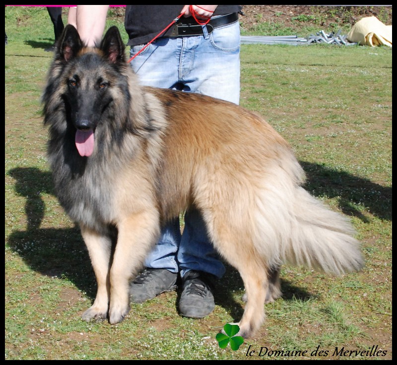 Portée de chiots type Tervueren à VENDUS Gun10