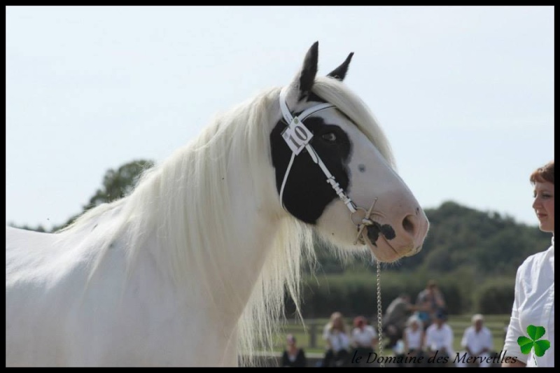 le Domaine des Merveilles au National de Race Irish Cob 2013 Modale11