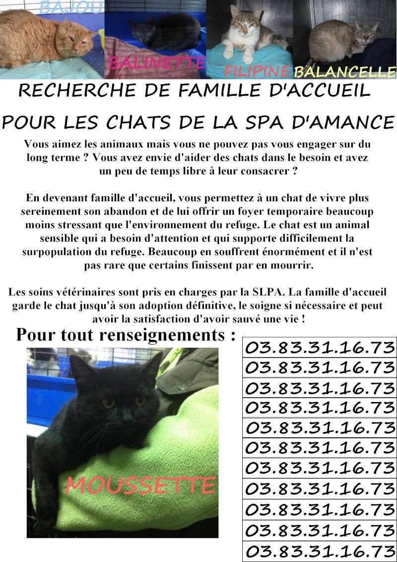 RECHERCHE FA pour CHATS  refuge d'Amance - SPA Lorraine Recher10