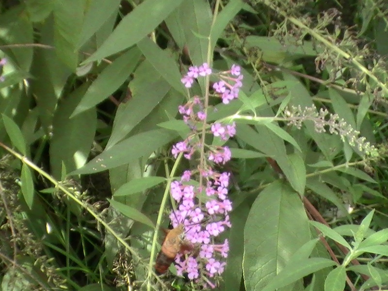 Hummingbird Moths Pic_0610