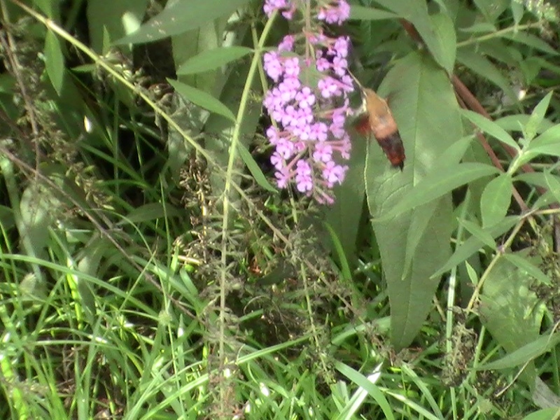 Hummingbird Moths Pic_0611