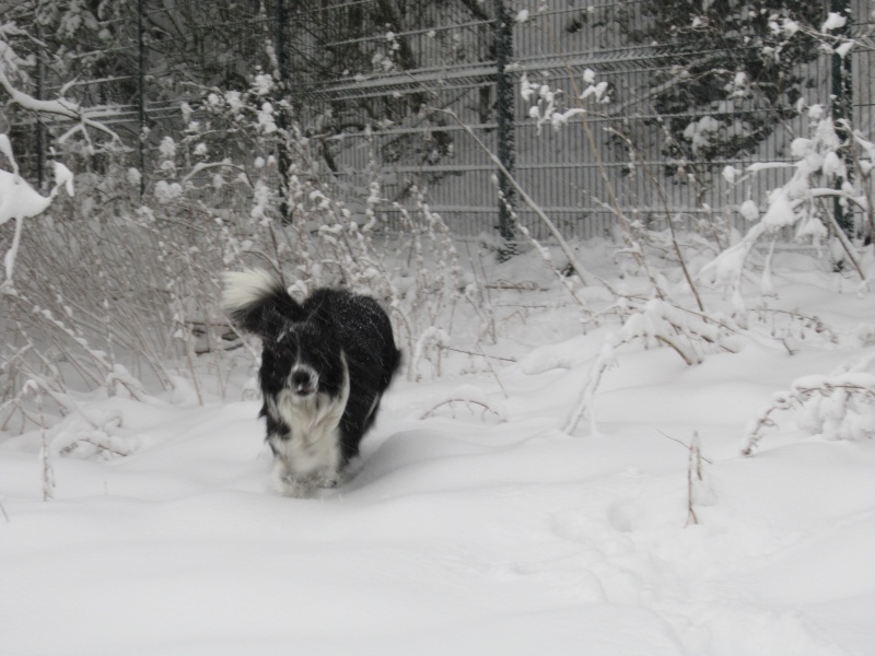 Hänsel, Border Collie dit Hans <3 - Page 25 Img_1915