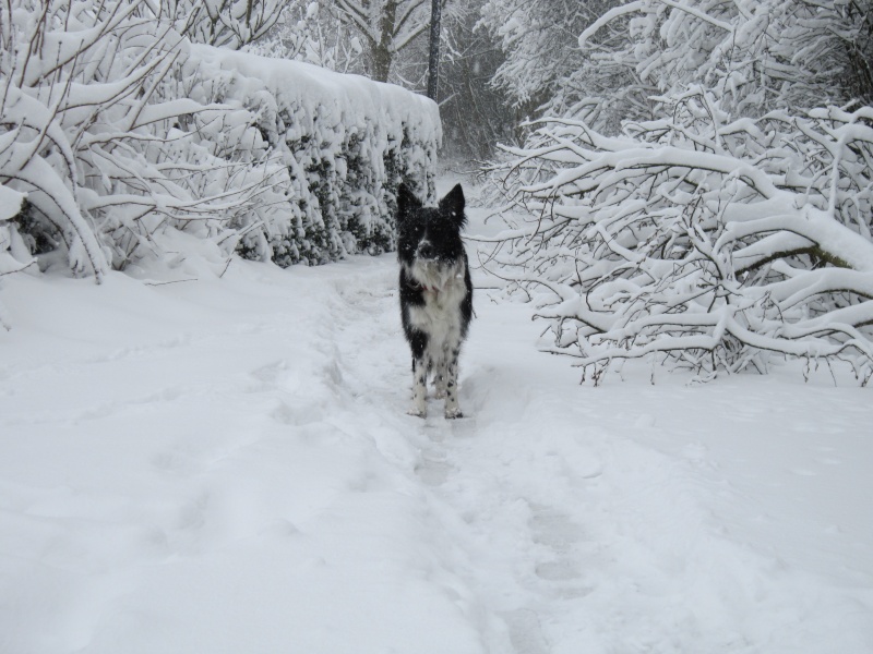 Hänsel, Border Collie dit Hans <3 - Page 25 Img_1928