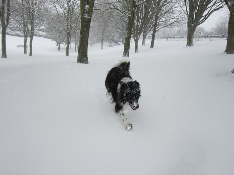 Hänsel, Border Collie dit Hans <3 - Page 25 Img_1931