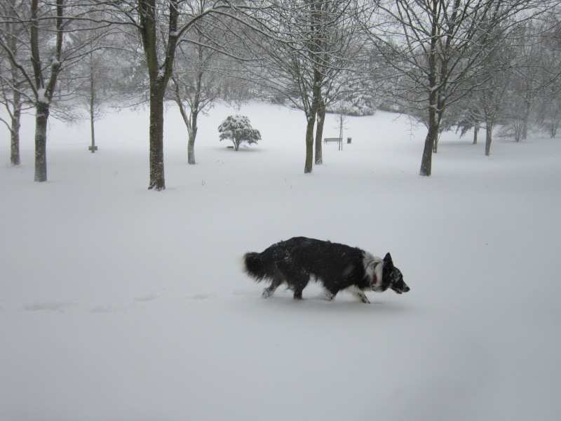 Hänsel, Border Collie dit Hans <3 - Page 25 Img_1932