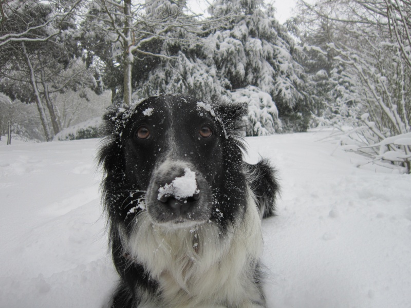 Hänsel, Border Collie dit Hans <3 - Page 25 Img_2010