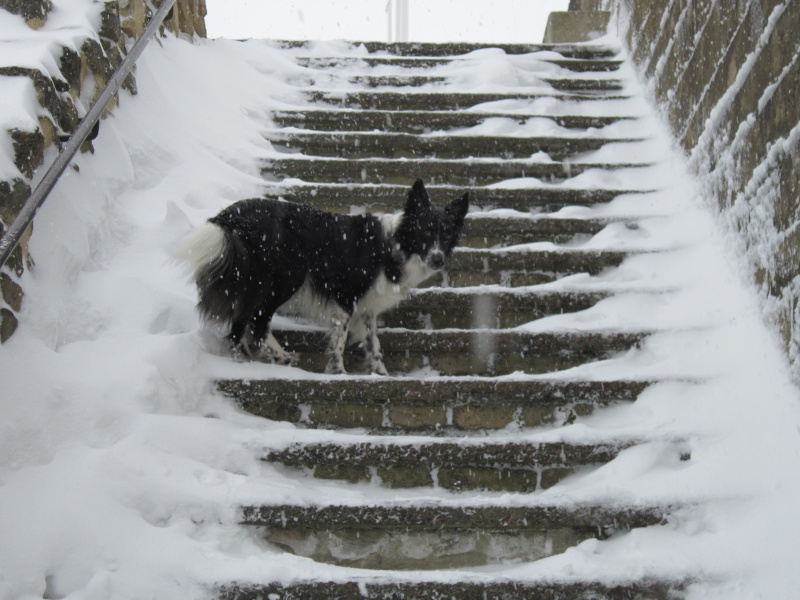 Hänsel, Border Collie dit Hans <3 - Page 25 Img_2022