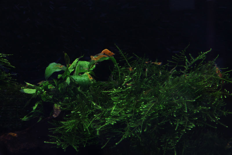 Mur végétal avec aquarium de 320L ---> Paludarium - Page 3 Img_9310