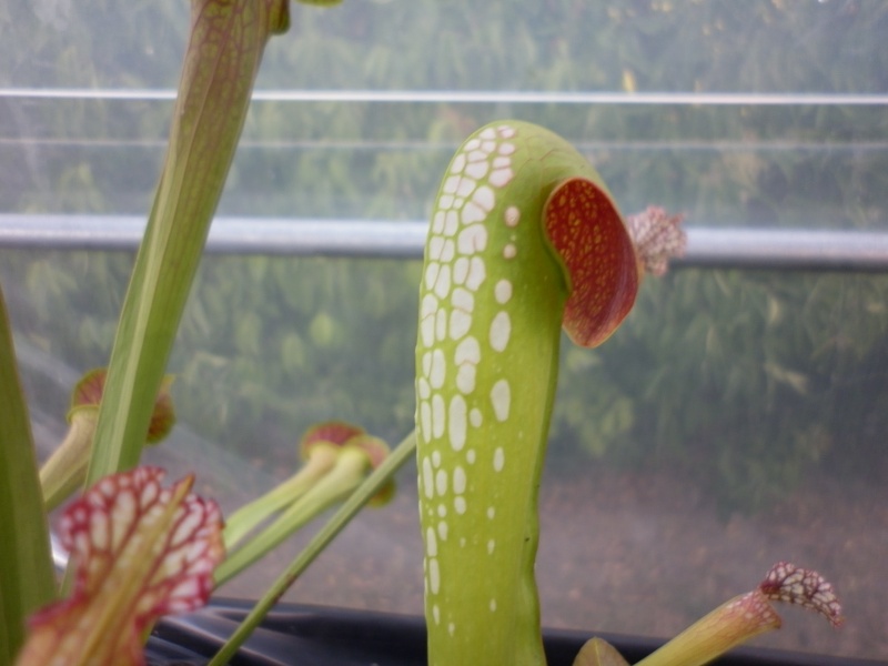 Sarracenia "Minor" P2010811