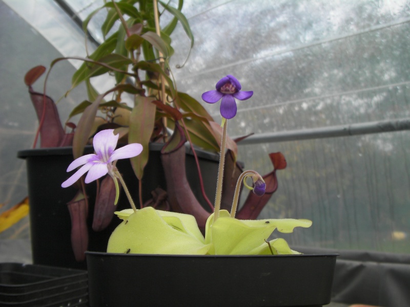 Pinguicula "X Tina" Sany0311