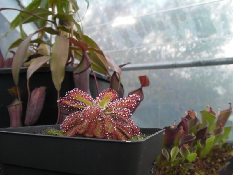 Drosera "Coccicaulis" Sany0313