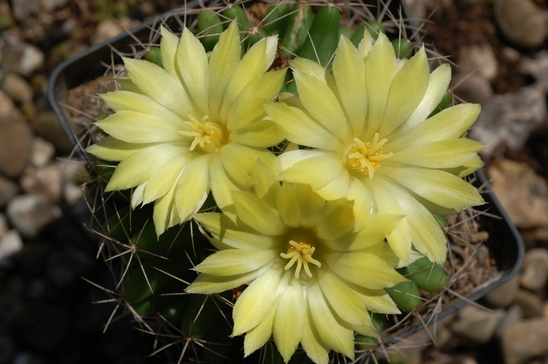 Mammillaria longimamma suite Dsc_1114