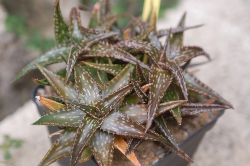 Aloe miniatures Dsc_1214