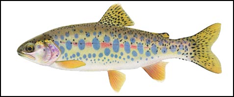 trout.. Acapon10