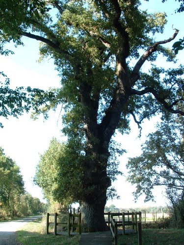 Un arbre séculaire 60668910