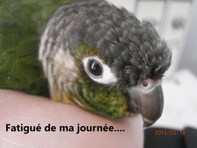 Ma conure ! - Page 5 P2180512