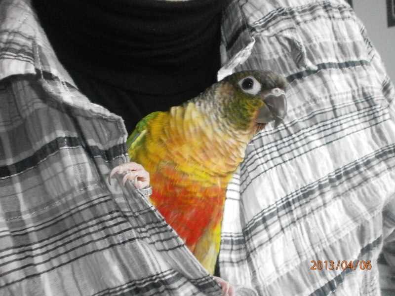 Ma conure ! - Page 6 P4060213