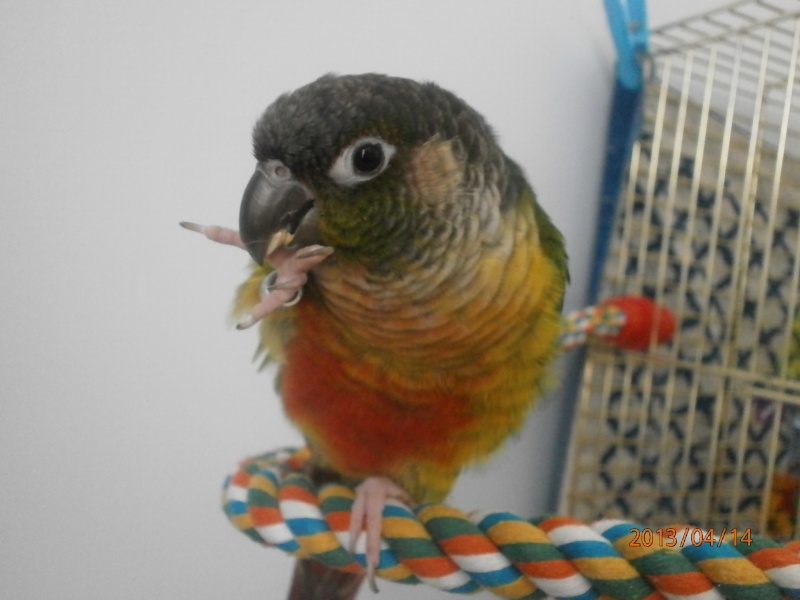 Ma conure ! - Page 6 P4140511