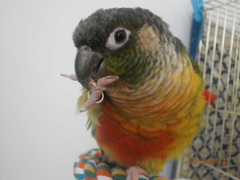 Ma conure ! - Page 6 P4140512