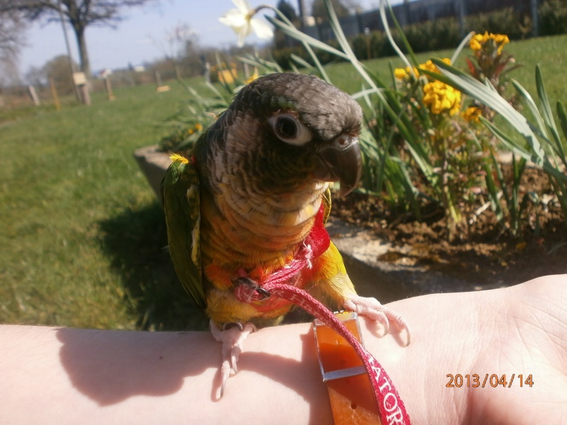 Ma conure ! - Page 6 P4140516