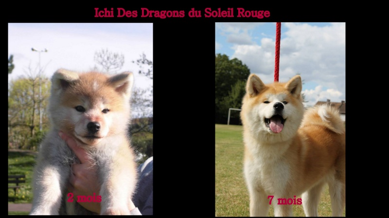 Isulia des Dragon du Soleil Rouge... Ma petite chienne  - Page 11 Isu_te10