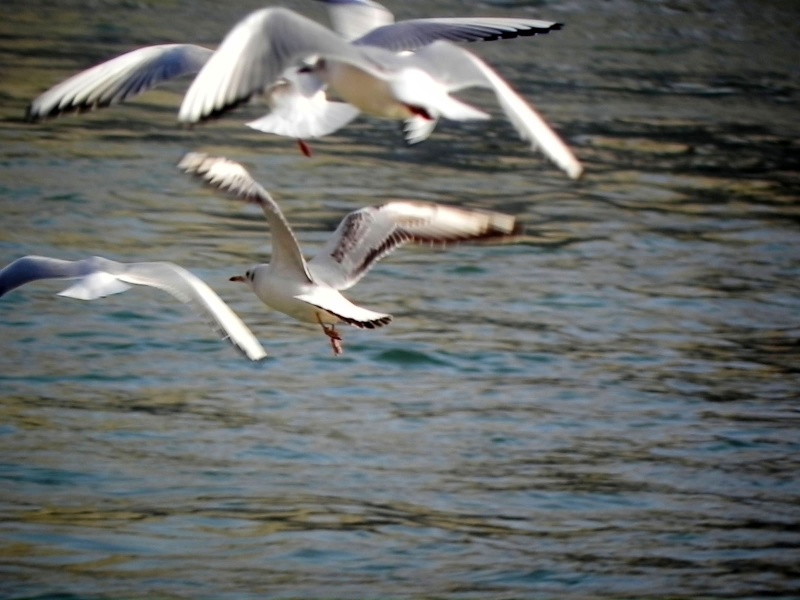 Vol de mouettes au dessus de la seine  Dscn8811