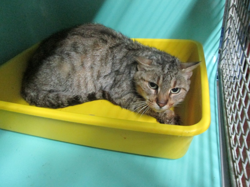 11 chats menacés d'euthanasie!!!help delai le 08/10 /2013,cherche association pour prise en charge Img_0811
