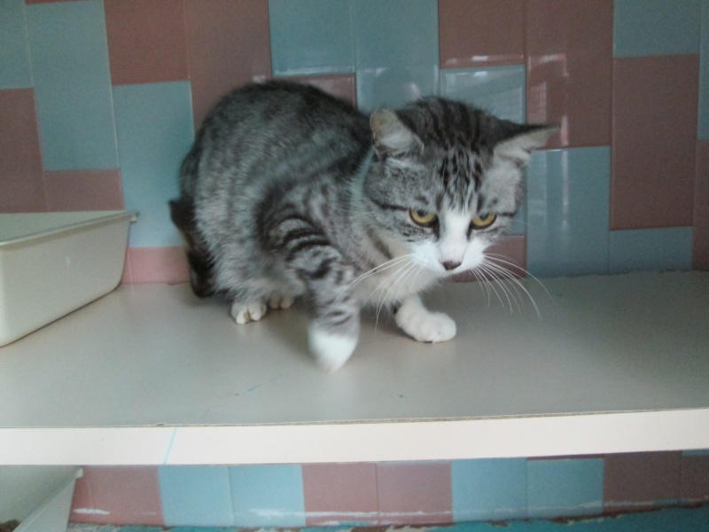 11 chats menacés d'euthanasie!!!help delai le 08/10 /2013,cherche association pour prise en charge Img_0812