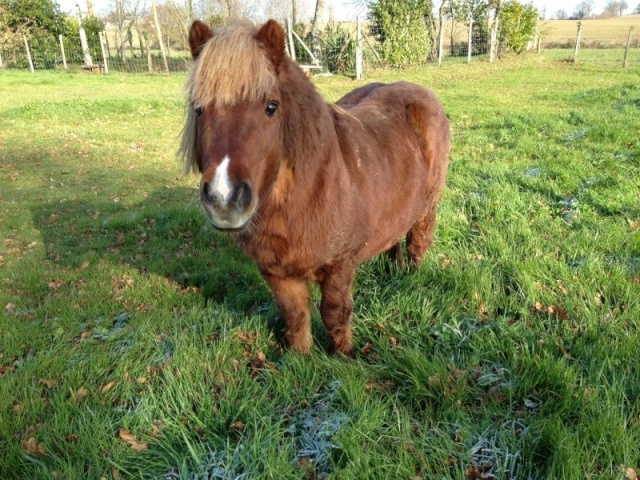 [22] QUARTER, ONC type shetland, 2004 Q1010