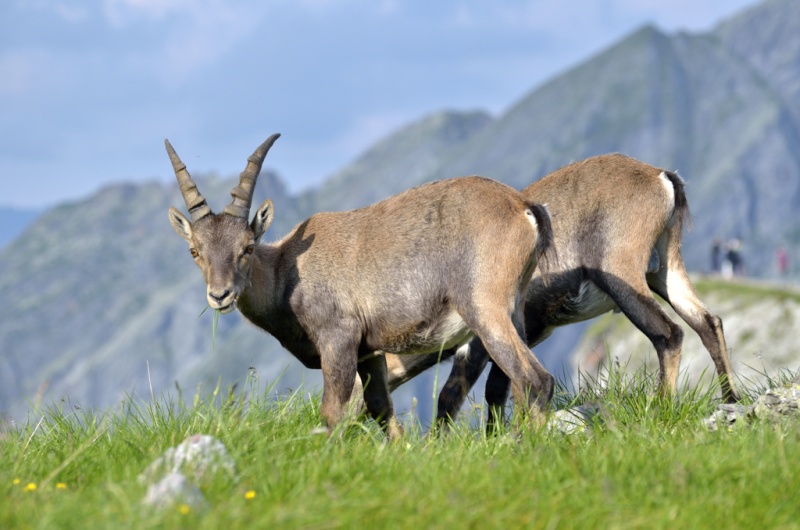 Uscita Fotografica - A caccia di stambecchi _dsc5612