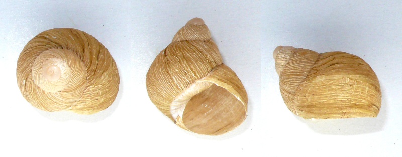 Erctella mazzullii - Erctella mazzullii (De Cristofori & Jan, 1832) & Erctella insolida (Monterosato, 1892) & Erctella cephalaeditana (Gianuzzi-Savelli, Sparacio & Oliva, 2012) H_m_ce10
