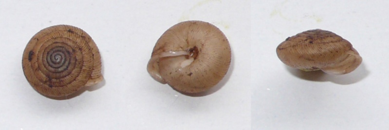 Oestophorella buvinieri (Michaud, 1841) Oestop14