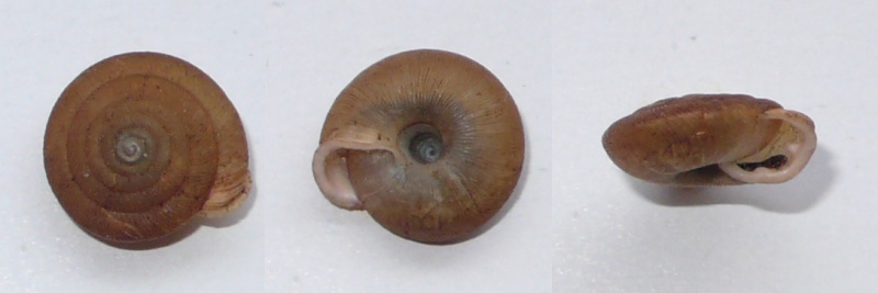 Oestophora barbula (Rossmassier, 1936) Oestop15