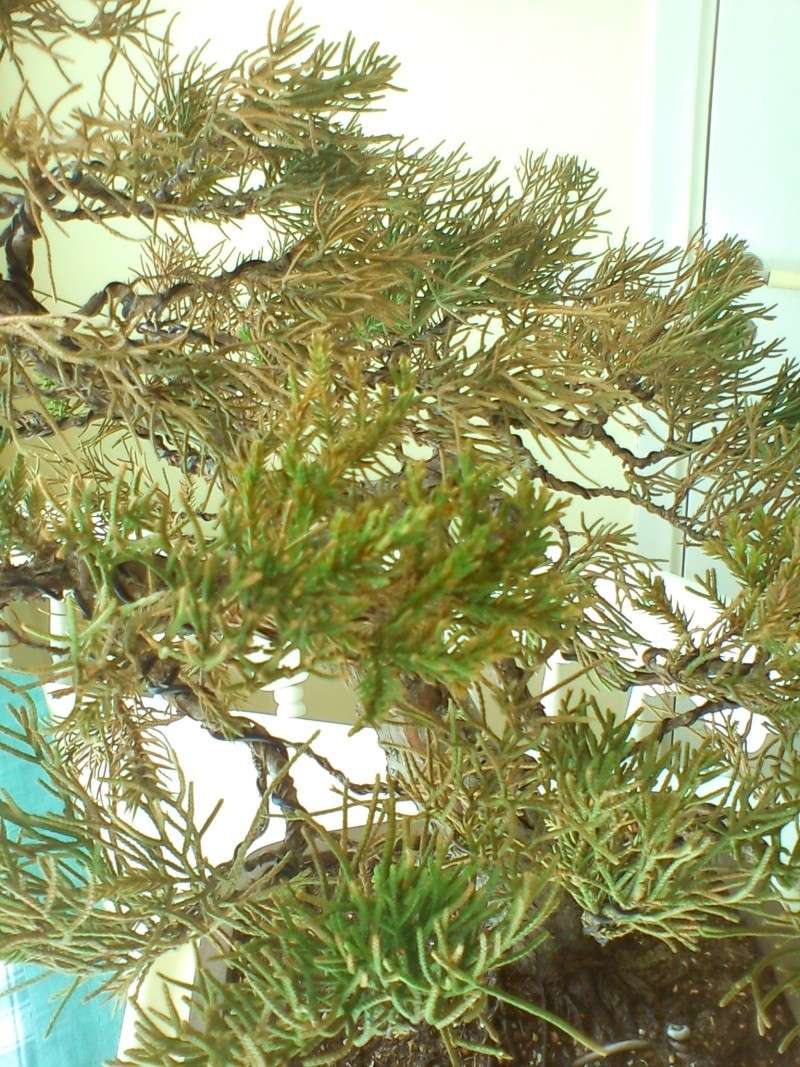 HELP! San Jose Juniper dying? Dsc00316